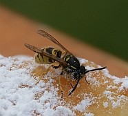 Wespe und Zucker